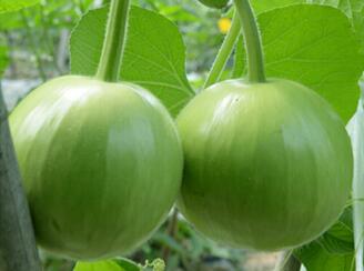蔬菜種子種植戶客戶點(diǎn)評-圓圓滿滿的瓠瓜：圓滿1號(hào)