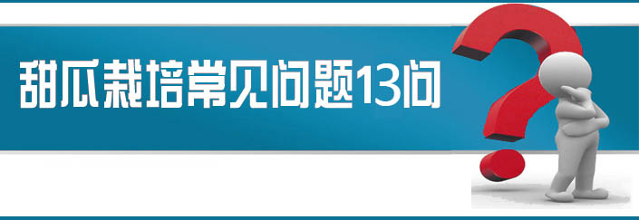 蔬菜種子栽培技術(shù)-<strong><font color='#006428'>甜瓜栽培常見(jiàn)問(wèn)題13問(wèn)？</font></strong>