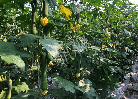 蔬菜種子種植戶客戶點評-種植“優(yōu)比1號”差的用戶，差到什么樣子？