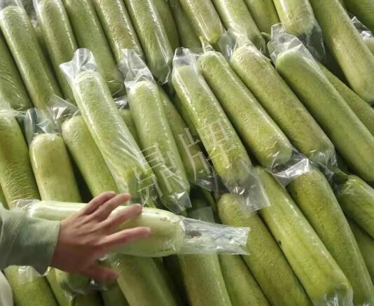 蔬菜種子種植戶客戶點評-這個絲瓜每畝能掙3萬，惠州客戶很滿意！