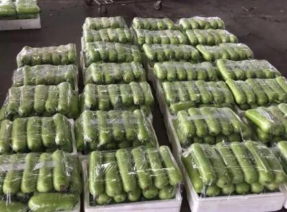 蔬菜種子種植戶客戶點評-上市早，價格好！我連續(xù)種了三年，滿意！