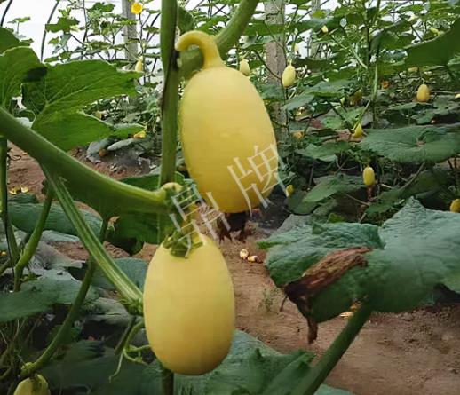 蔬菜種子種植戶客戶點評-上市了，14元/公斤。河南客戶發(fā)來…