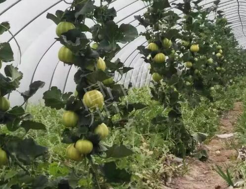 蔬菜種子種植戶客戶點評-我的乖乖，一株坐果15個，6元1斤，好賣得很！