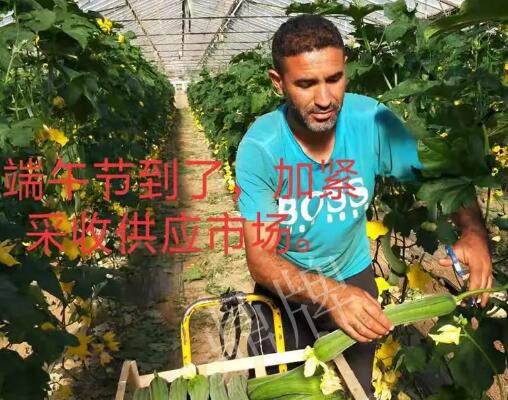 蔬菜種子種植戶客戶點評-羨慕！每公斤24元，“優(yōu)比1號”在法國的表現…