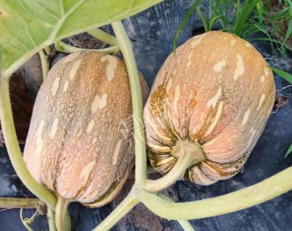 蔬菜種子種植戶客戶點評-“押寶”押對了，押對這個品種賺了2倍錢！