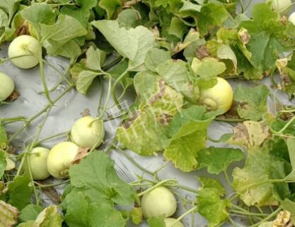 蔬菜種子種植戶客戶點評-低溫寡照的天氣，它仍然優(yōu)秀！