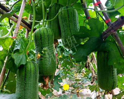 蔬菜種子種植戶客戶點評-這個新品種，讓我“頭痛”…