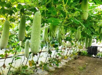蔬菜種子種植戶客戶點評-我種的冬瓜，肉緊味甜，按個賣！