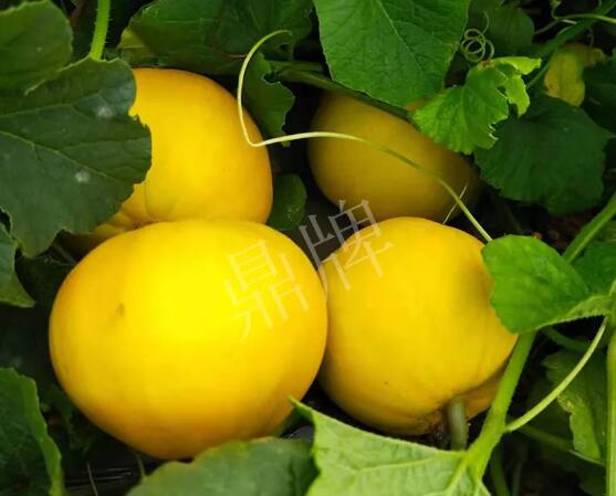 蔬菜種子種植戶客戶點評-純賺50萬，我這個“張大膽”榮光了一把！