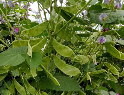 蔬菜種子種植戶客戶點(diǎn)評(píng)-一梭梭的，真是結(jié)坨了，“特早春”扁豆市斤批價(jià)達(dá)到10元