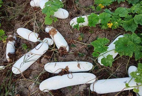 您種植過(guò)“堆堆瓜”嗎？看一看，地上全是瓜！一睹芳容