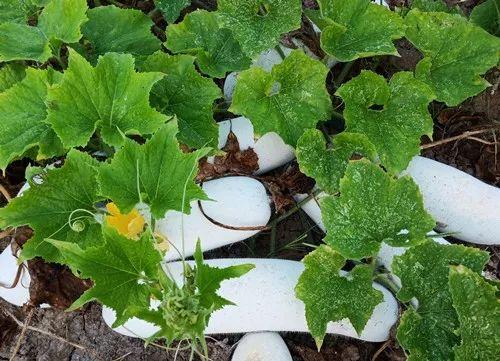您種植過(guò)“堆堆瓜”嗎？看一看，地上全是瓜！一睹芳容