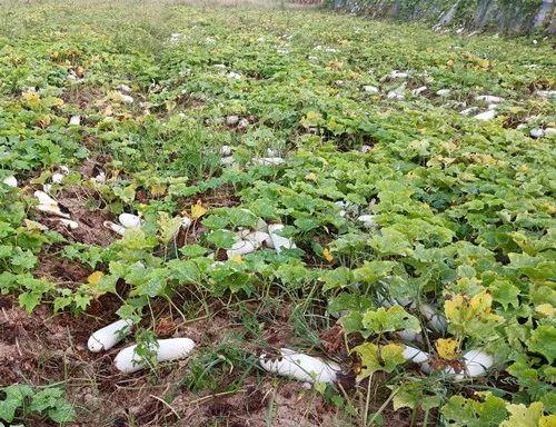 您種植過(guò)“堆堆瓜”嗎？看一看，地上全是瓜！一睹芳容