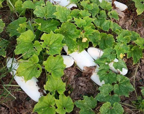 您種植過(guò)“堆堆瓜”嗎？看一看，地上全是瓜！一睹芳容