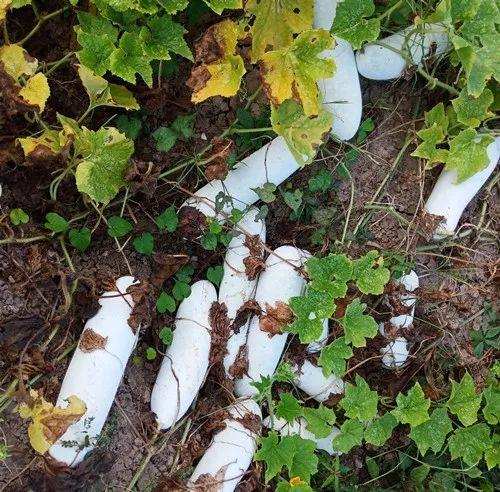 您種植過(guò)“堆堆瓜”嗎？看一看，地上全是瓜！一睹芳容