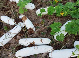 蔬菜種子種植戶客戶點評-您種植過“堆堆瓜”嗎？看一看，地上全是瓜！一睹芳容！