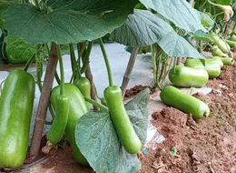 蔬菜種子種植戶客戶點評-浙江菜農(nóng)種植的鼎牌瓠瓜喜獲豐收，又賣上了好價錢!