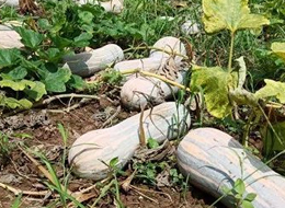 蔬菜種子種植戶客戶點評-一袋種子100粒，輕松賺回3000元...