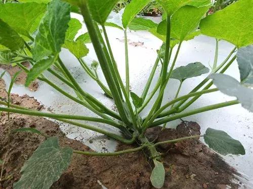 菜農(nóng)種植無需噴農(nóng)藥的蔬菜，不僅栽培簡單、而且效益高