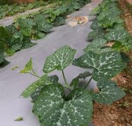 蔬菜種子種植戶客戶點評-無需噴農(nóng)藥的蔬菜，栽培簡單、效益高！