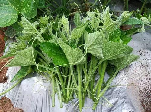 菜農(nóng)種植無需噴農(nóng)藥的蔬菜，不僅栽培簡單、而且效益高