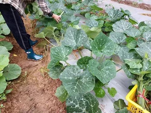 菜農(nóng)種植無需噴農(nóng)藥的蔬菜，不僅栽培簡單、而且效益高