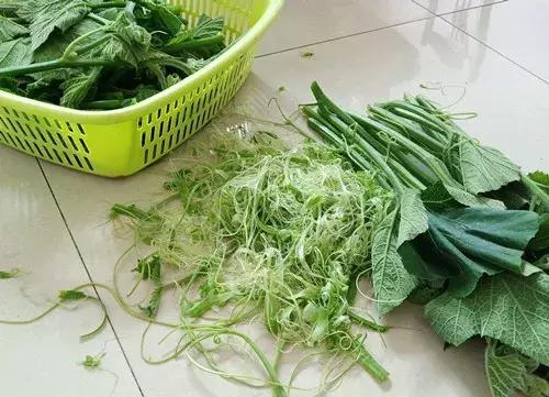 菜農(nóng)種植無需噴農(nóng)藥的蔬菜，不僅栽培簡單、而且效益高