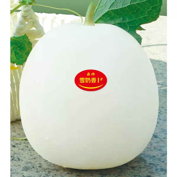 薄皮甜瓜，哪個品種最好呢？畝產(chǎn)高達10萬，附4種市場爆款品種