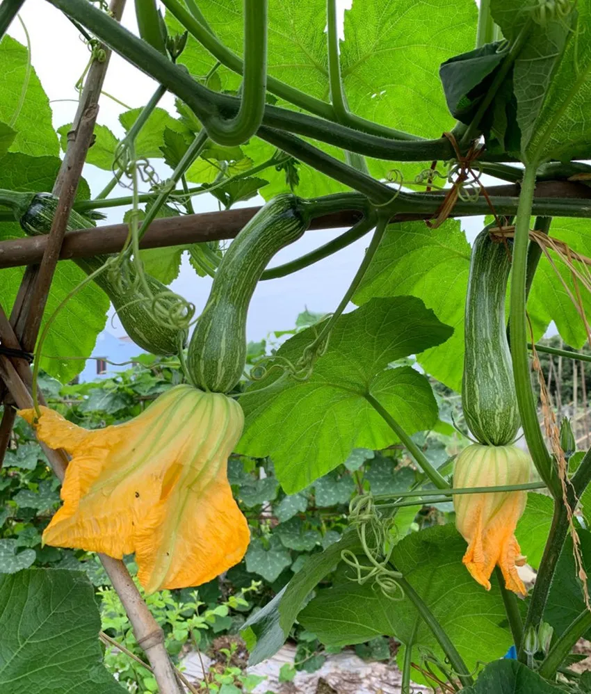 3元1斤的健美蜜本南瓜快成熟了，緬甸種植戶(hù)發(fā)來(lái)圖片與視頻