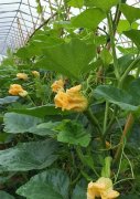 蔬菜種子種植戶客戶點(diǎn)評(píng)-在大棚內(nèi)栽培“健美蜜本”南瓜，怎么樣？看菜農(nóng)石昌斌發(fā)來(lái)的圖片
