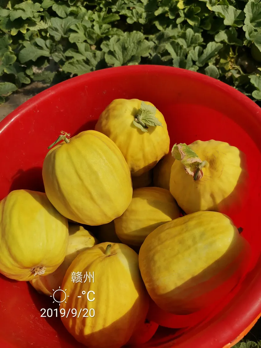 高溫季節(jié)種植甜瓜，什么品種最好？這個(gè)品種是秋季上市的專用品種