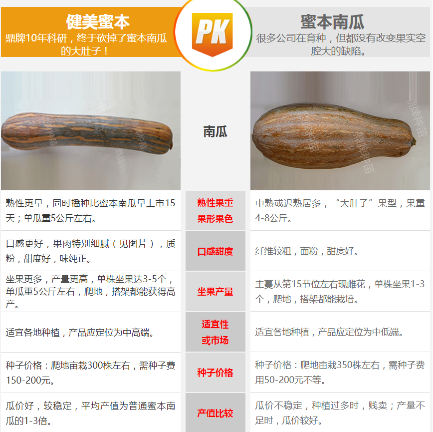 生吃都好吃南瓜新品種，沒有大肚子，肉質(zhì)更密致，農(nóng)戶試種下