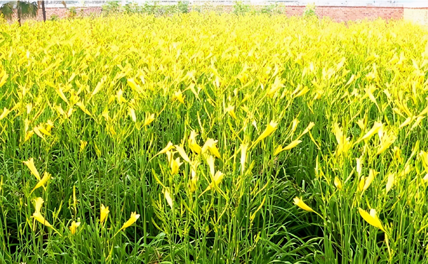一斤接近20塊，原來(lái)它才是最火的國(guó)民蔬菜！全國(guó)都適種