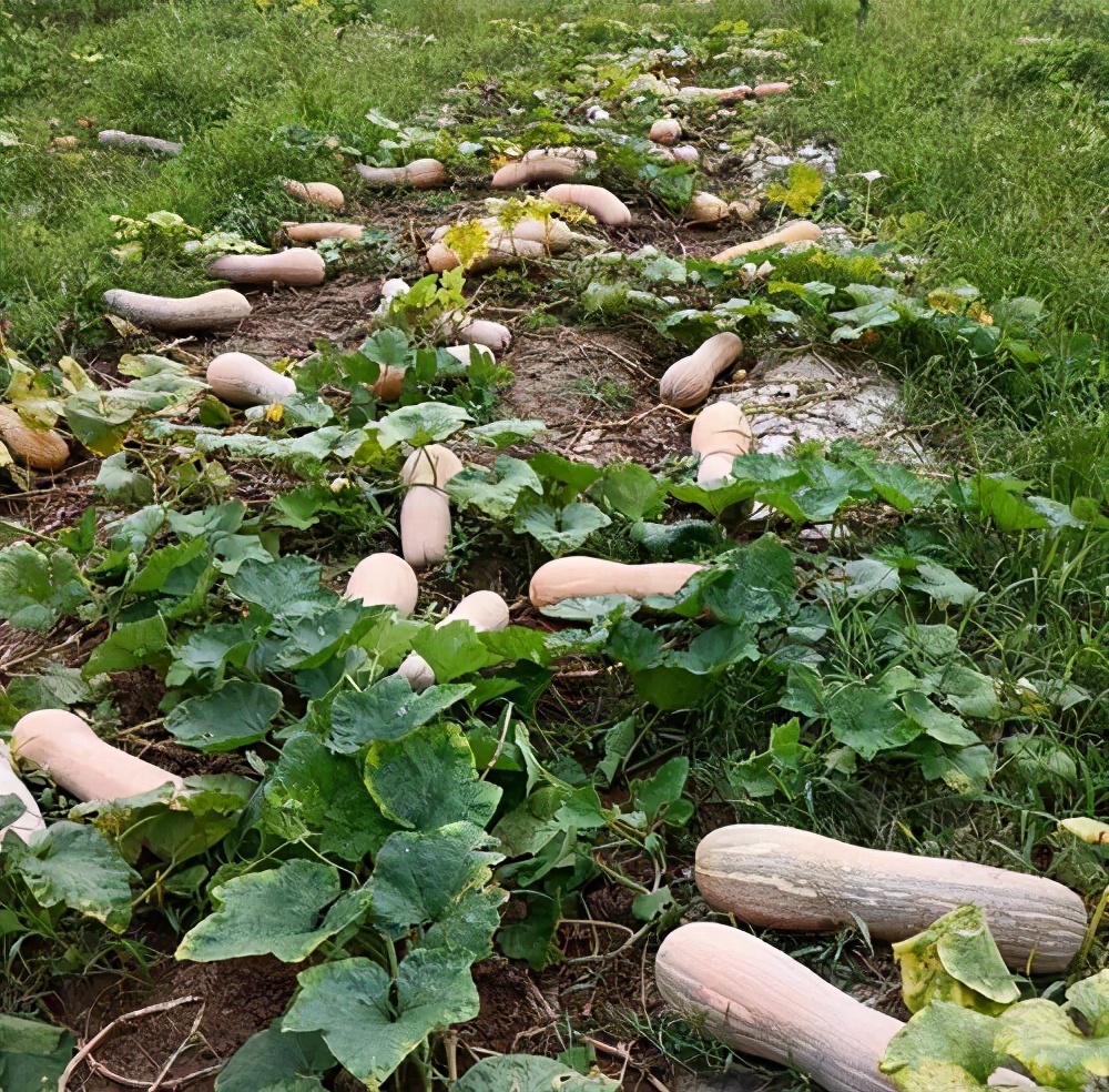 一位轉(zhuǎn)業(yè)后的特種兵，辦農(nóng)場種瓜菜，靠1個(gè)優(yōu)點(diǎn)，年賺200萬