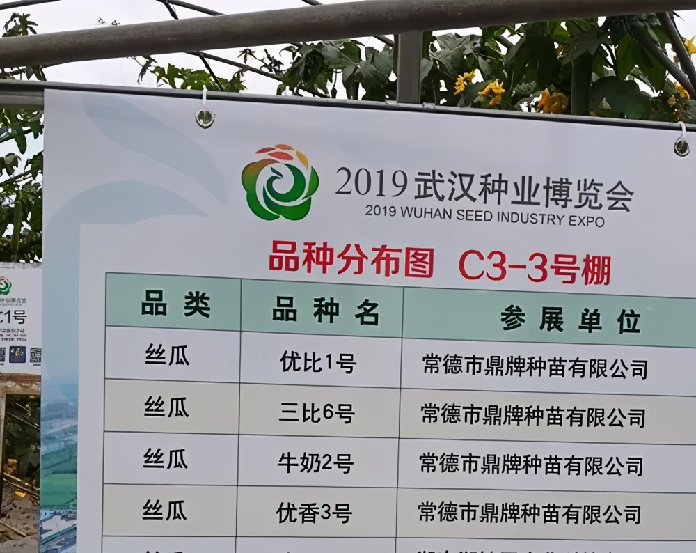 這個(gè)絲瓜畝產(chǎn)可達(dá)8000公斤，菜農(nóng)2021年致富的絲瓜品種