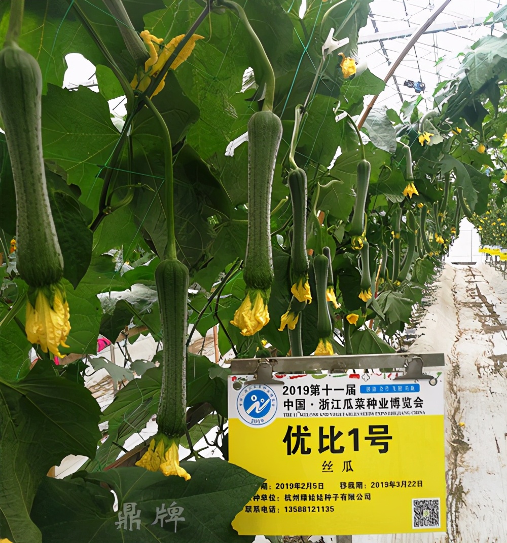 這個(gè)絲瓜畝產(chǎn)可達(dá)8000公斤，菜農(nóng)2021年致富的絲瓜品種