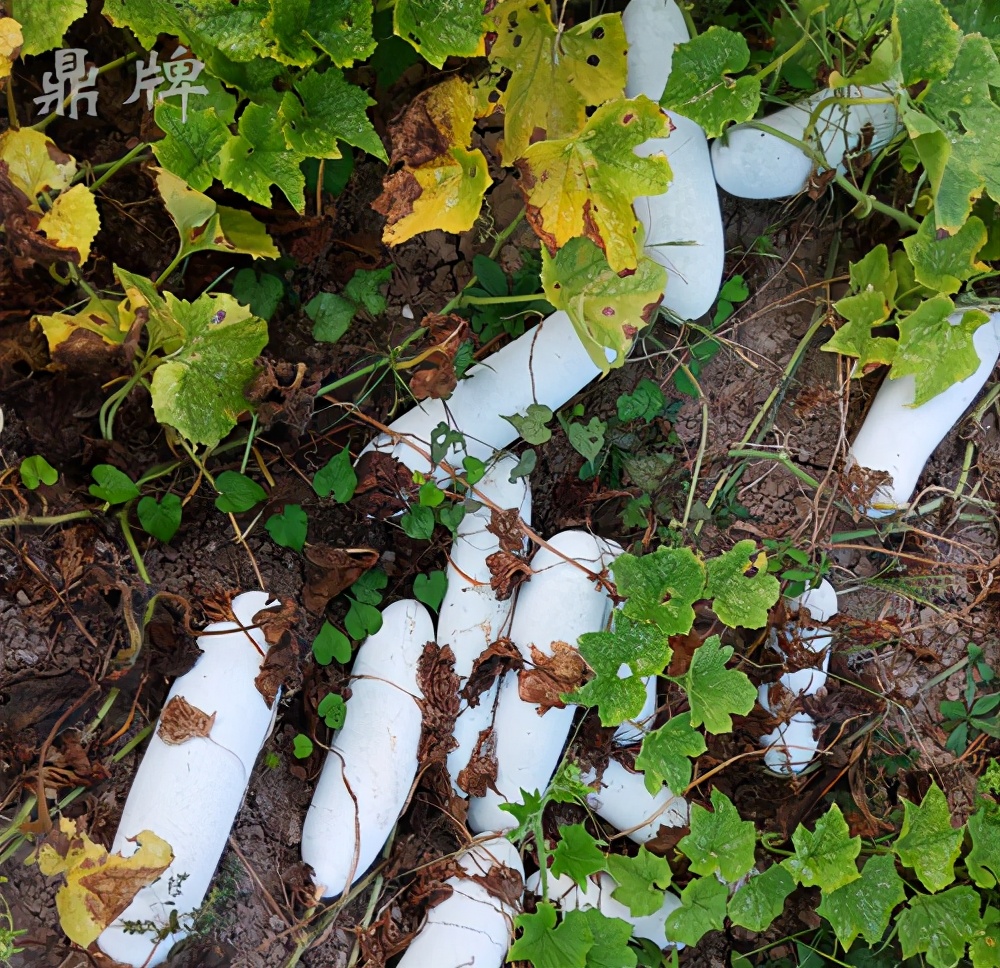 這個(gè)冬瓜品種放1年不壞，口感脆甜，多年科研就為打造這1個(gè)爆品