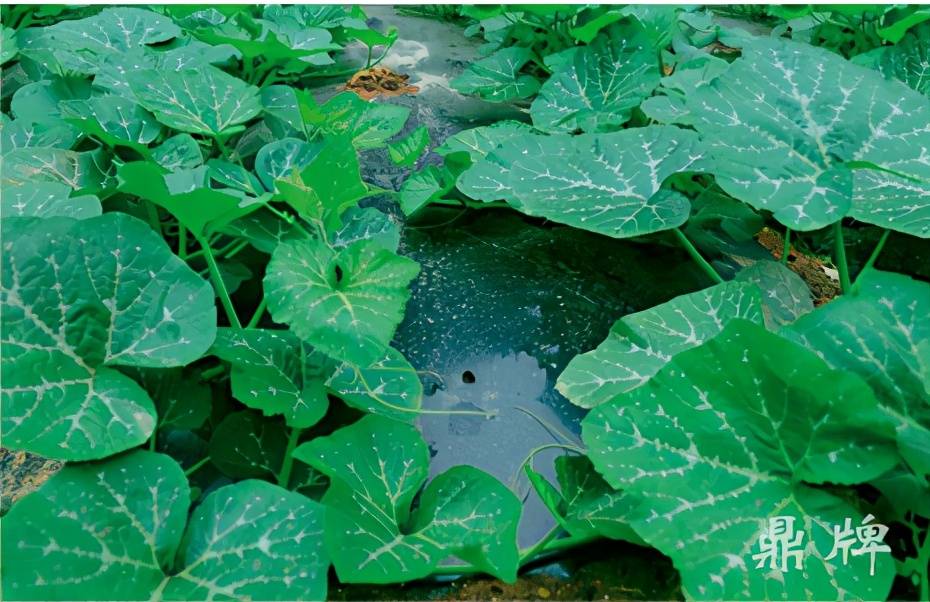 種這種綠葉菜，栽培輕松，畝產(chǎn)值過萬元，菜農(nóng)表示很劃算