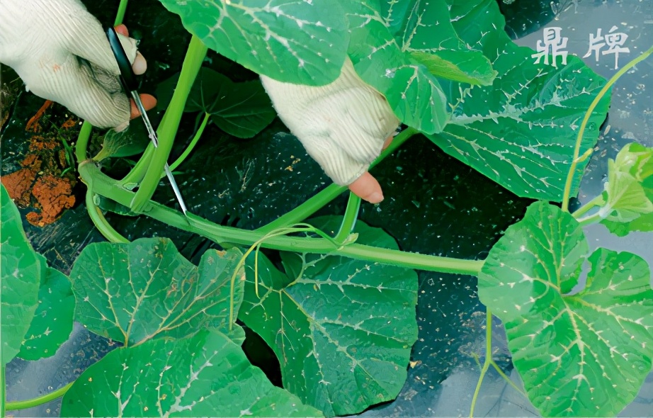 種這種綠葉菜，栽培輕松，畝產(chǎn)值過萬元，菜農(nóng)表示很劃算