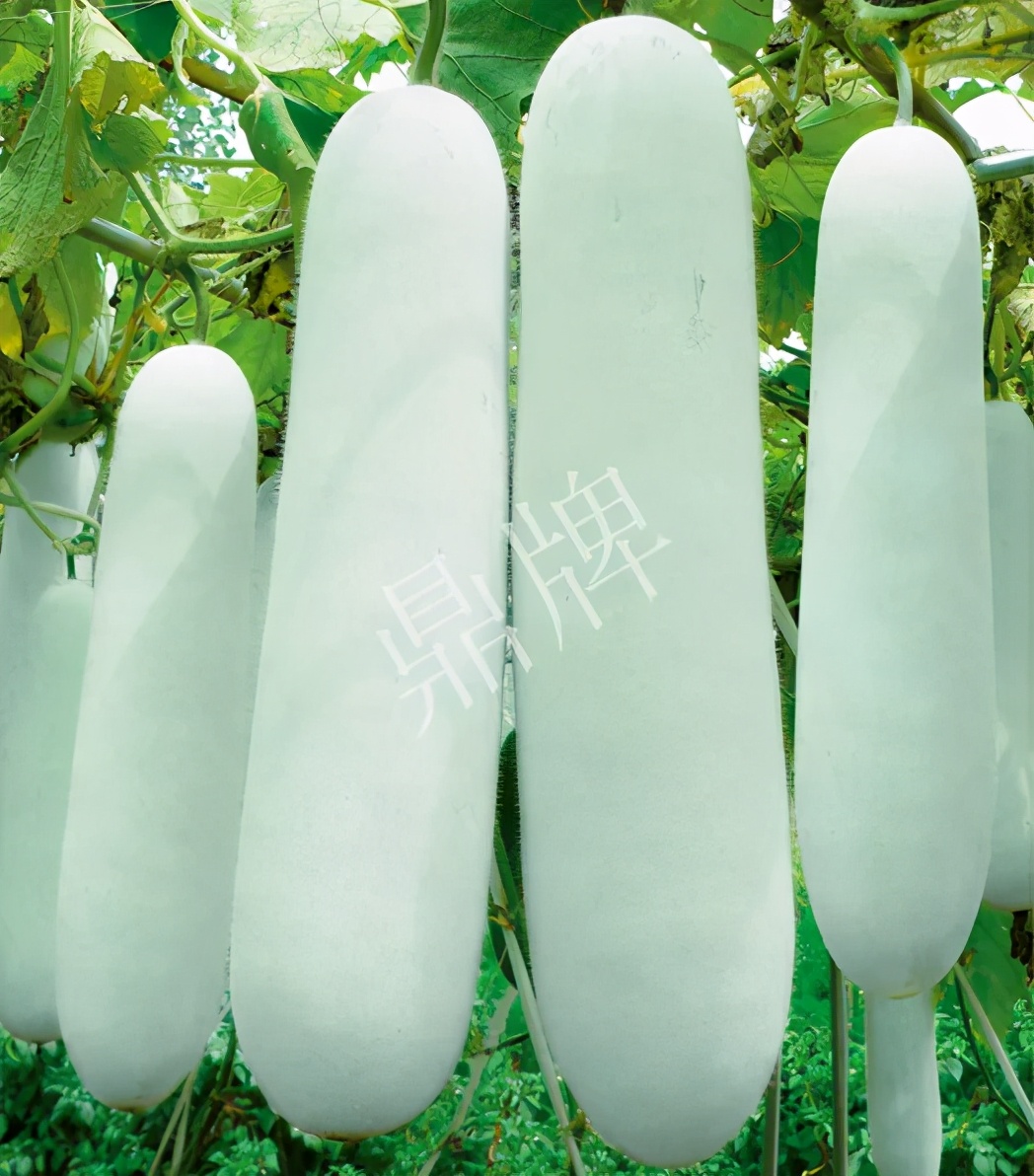 這個(gè)品種太優(yōu)秀了！耐儲(chǔ)耐運(yùn)，適合大面積種植，菜農(nóng)瓜販都喜歡