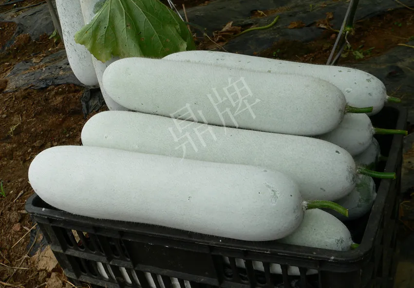 這個(gè)品種太優(yōu)秀了！耐儲(chǔ)耐運(yùn)，適合大面積種植，菜農(nóng)瓜販都喜歡