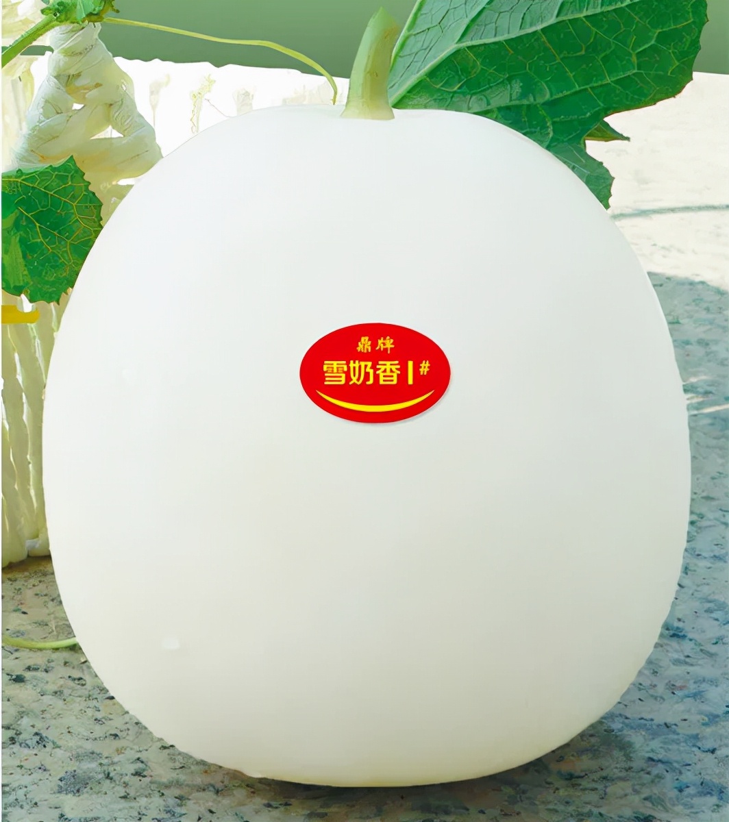 河南焦作的李向林今年種植甜瓜新品種，客戶直接拉貨走人