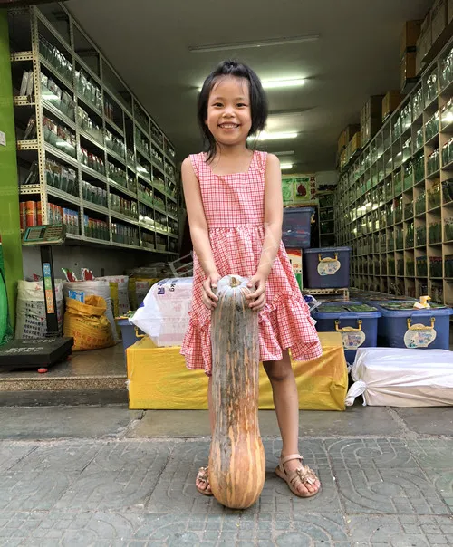 四川農(nóng)戶今年種“健美蜜本”南瓜產(chǎn)量高，品質(zhì)好，感覺巴適得很