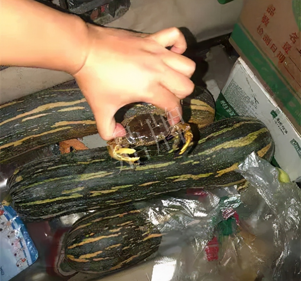 四川農(nóng)戶今年種“健美蜜本”南瓜產(chǎn)量高，品質(zhì)好，感覺巴適得很