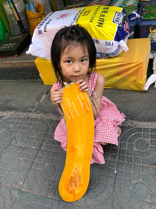 四川農(nóng)戶今年種“健美蜜本”南瓜產(chǎn)量高，品質(zhì)好，感覺巴適得很