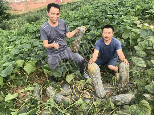 四川農(nóng)戶今年種“健美蜜本”南瓜產(chǎn)量高，品質(zhì)好，感覺巴適得很