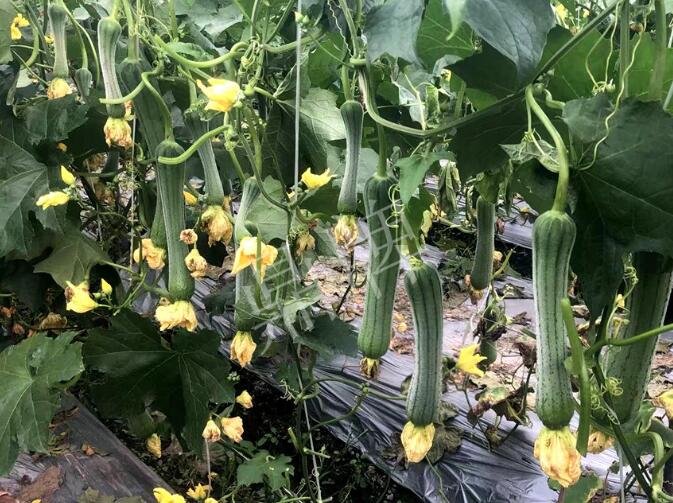蔬菜種子種植戶客戶點評-這個絲瓜品種，找不到競爭對手……