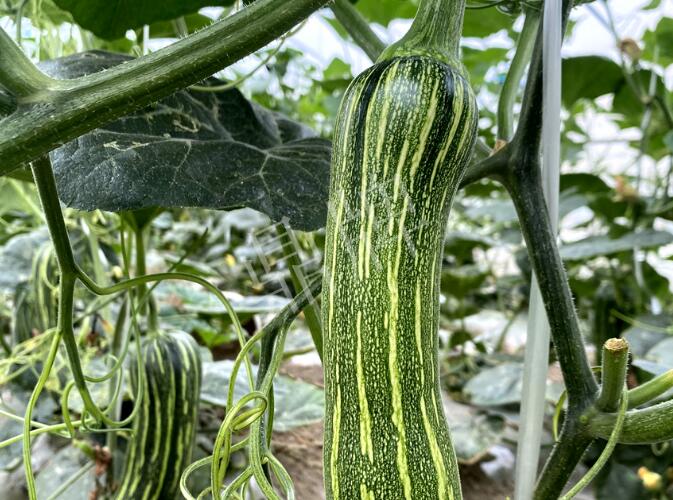 蔬菜種子種植戶客戶點評-打破常規(guī)，我的南瓜賣7元1斤……