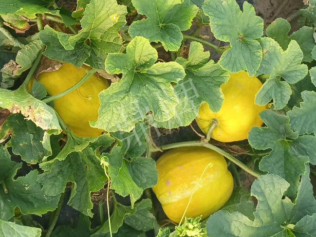 蔬菜種子種植戶客戶點評-種它！種它！高溫季節(jié)就種它！