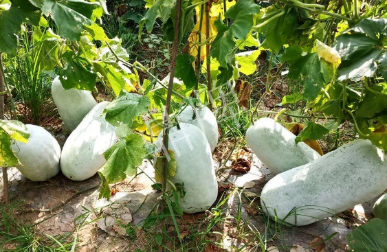 蔬菜種子種植戶客戶點評-驚訝！炎炎烈日下，小孩大聲喊：“大雪球！大雪球……”怎樣一回事？
